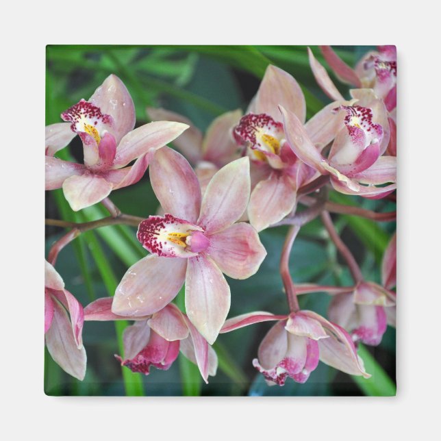 Íman Orquídeas de mariposa rosa (Frente)