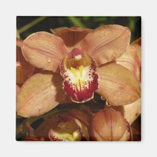 Íman Orquídeas de Pêssego com Raindroits Floral