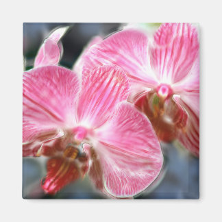 Íman Orquídeas de Phalaenopse Rosa, Stripadas