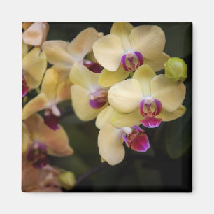Íman Orquídeas de rosa e amarelo