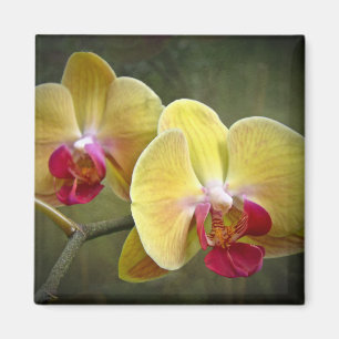 Íman Orquídeas de traça amarelas - Phalaenopsis