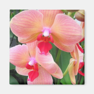 Íman Orquídeas do pêssego - ímã