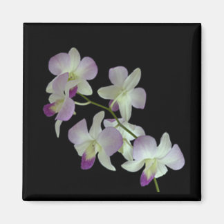 Íman Orquídeas em preto