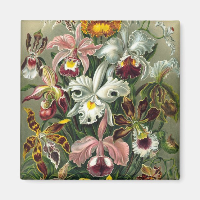 Íman Orquídeas Haeckel (Frente)