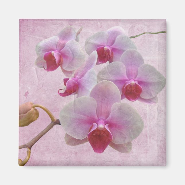 Íman Orquídeas-Mama rosa - Phalaenopsis (Frente)