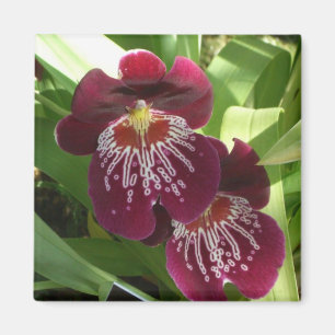 Íman Orquídeas Maroon II Floral Elegante