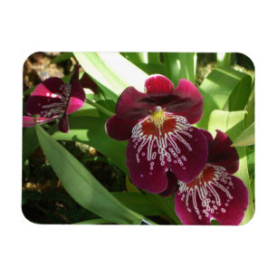 Íman Orquídeas Marrons II Floral Elegante
