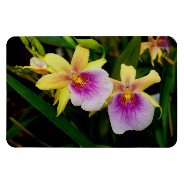Íman Orquídeas Miltonia Sunset Amarelo Rosa Roxo (Horizontal)
