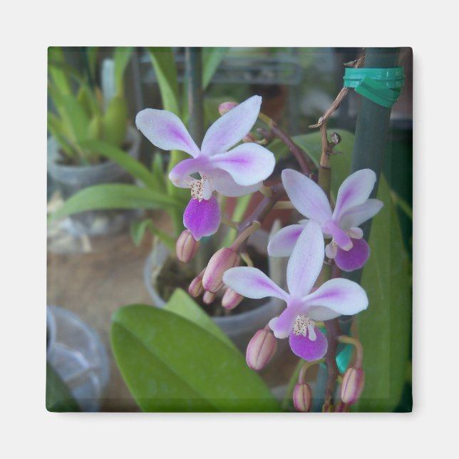 Íman orquídeas mini Phal (Frente)