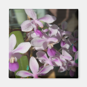 Íman orquídeas miniatura