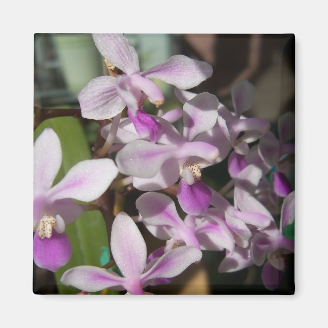Íman orquídeas miniatura (Frente)