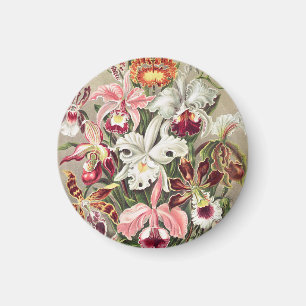 Íman Orquídeas, Orchideae Denusblumen por Ernst Haeckel