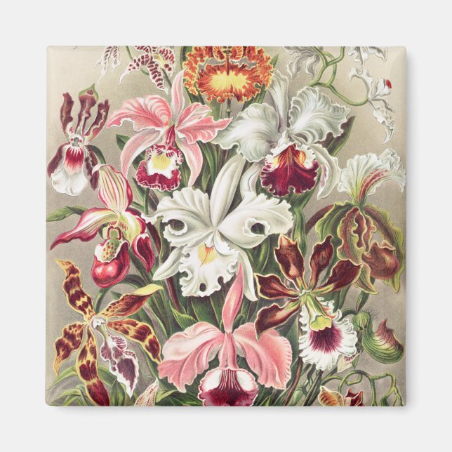Íman Orquídeas, Orquídeas Denusblumen de Ernst Haeckel (Frente)