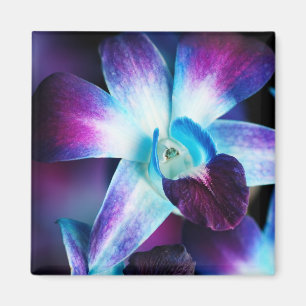 Íman Orquídeas personalizadas do Dendrobium orquídea