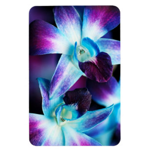 Íman Orquídeas personalizadas do Dendrobium orquídea