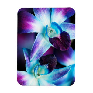Íman Orquídeas personalizadas do Dendrobium orquídea