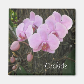 Íman Orquídeas Românticas