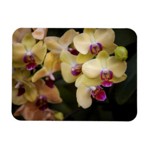 Íman Orquídeas rosa e amarela