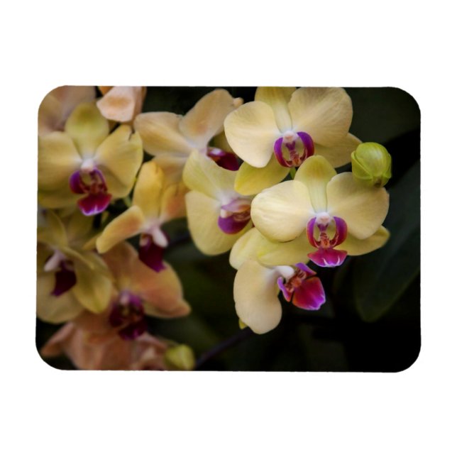 Íman Orquídeas rosa e amarela (Horizontal)