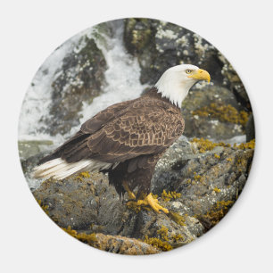 Íman Ortod Bald Eagle