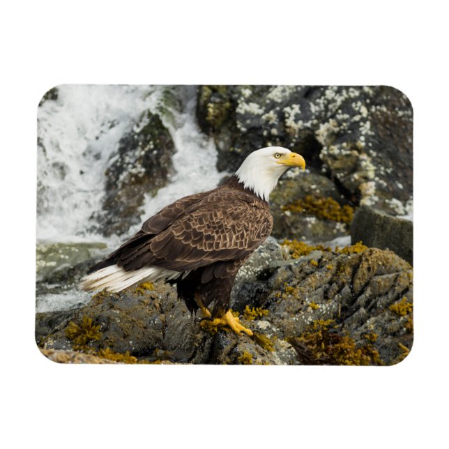 Íman Ortod Bald Eagle (Horizontal)