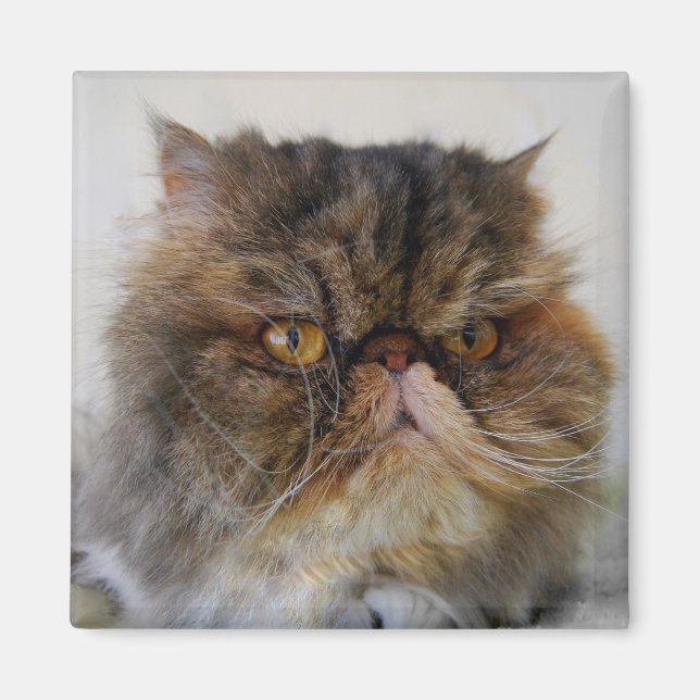 Íman Orud Calico Persian Cat Magnet (Frente)
