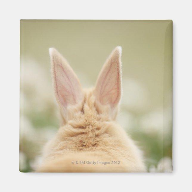 Íman Oryctolagus cuniculus 2 (Frente)