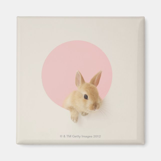 Íman Oryctolagus cuniculus 3 (Frente)