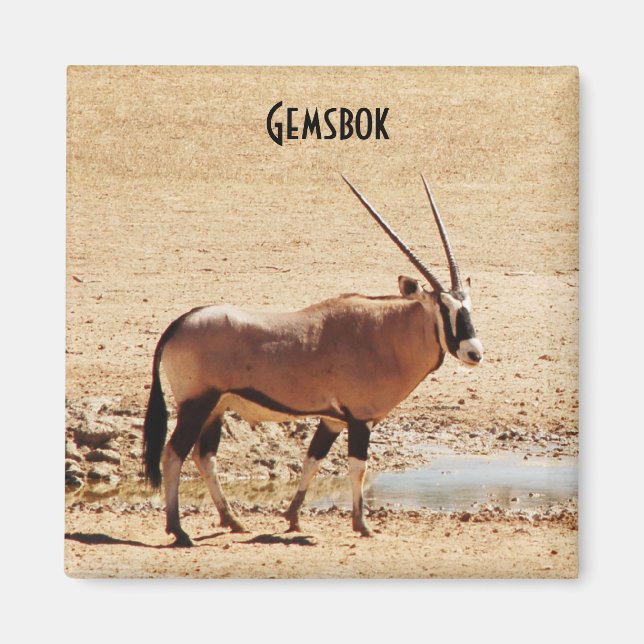 Íman Oryx Gazella Kgalagadi África (Frente)