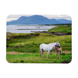 Íman Os Cavalos de Connemara Galway, Irlanda