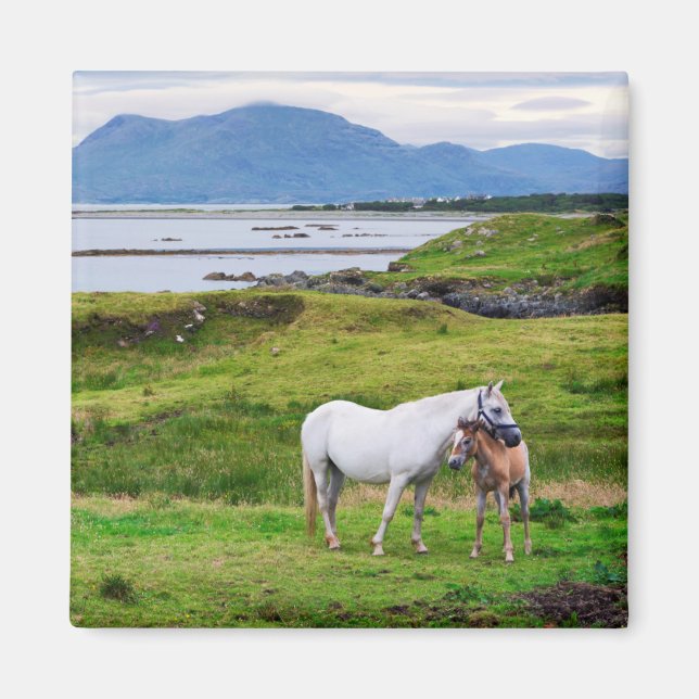 Íman Os Cavalos de Connemara | Galway, Irlanda (Frente)