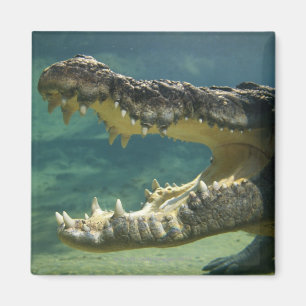 Íman Os crocodilos abrem a boca