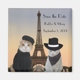 Íman Os gatos engraçados salvar o casamento de Paris d