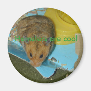 Íman Os hamster são ímã legal