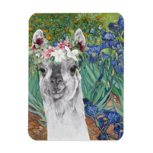 Íman Os irlandeses de Van Gogh e o Rico Llama