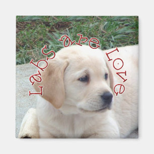 Íman Os laboratórios são amor