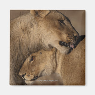 Íman Os leões (Panthera leo) emparelham a ligação,