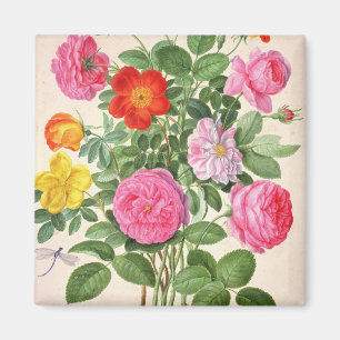 Íman Os rosas, chapeiam 4 do florilégio de Nassau (w/c