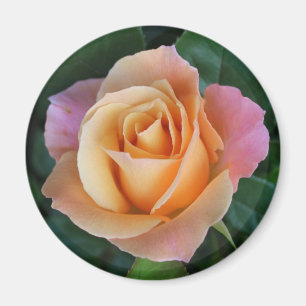 Íman Os rosas são vermelhos a menos que forem pêssego