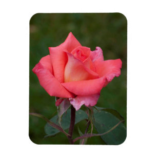 Íman Os rosas significam o amor!
