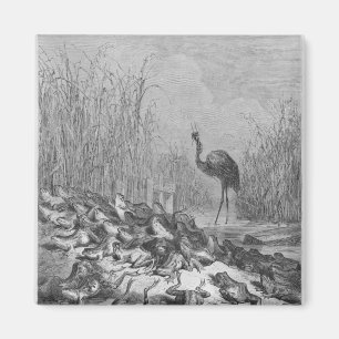 Íman Os sapos que pedem um rei,