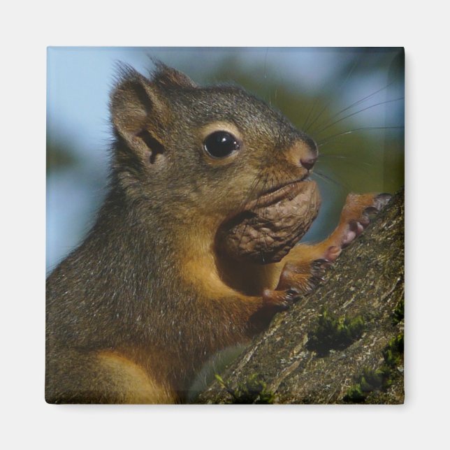 Íman Os tesouros de um Chipmunk (Frente)