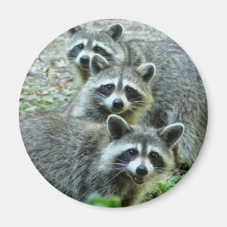Íman Os Três Raccoons