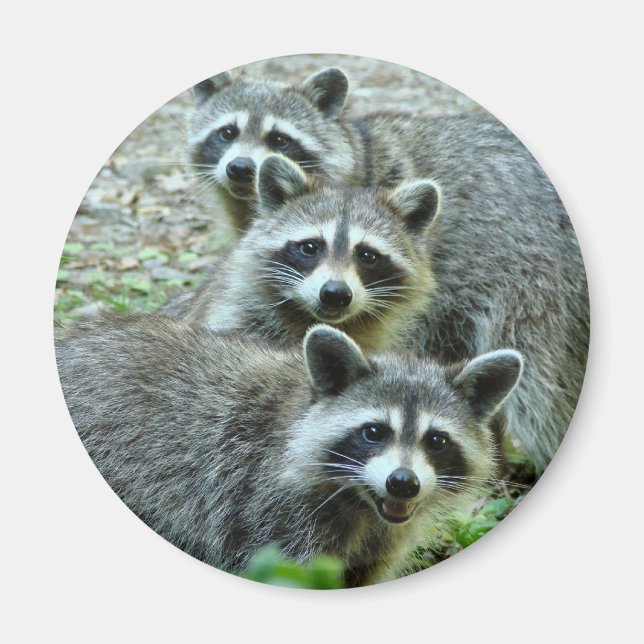 Íman Os Três Raccoons (Frente)