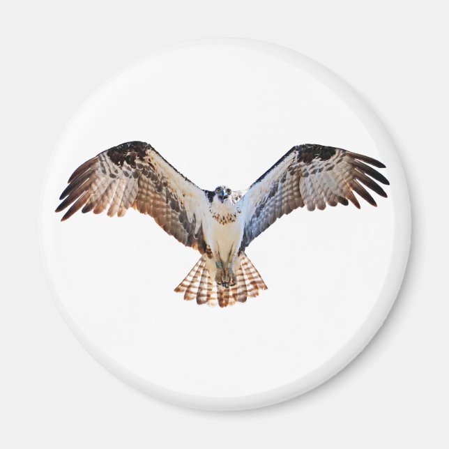 Íman Osprey (Frente)