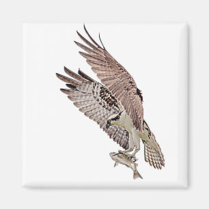 Íman Osprey com peixe
