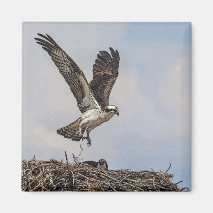 Íman Osprey em um ninho