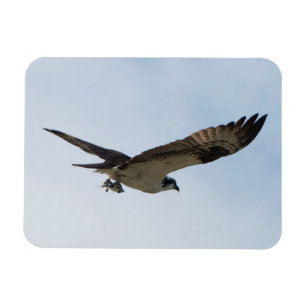 Íman Osprey Voando com Peixes em seus talões