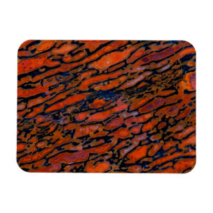 Íman Osso do dinossauro Vermelho Petrificado