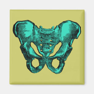 Íman Ossos humanos da pelve da anatomia